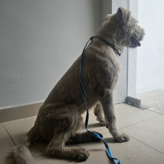 | Raza Mestizo, cruza de French Poodle con Schnuazer, (Schnoodle) | Encontrado