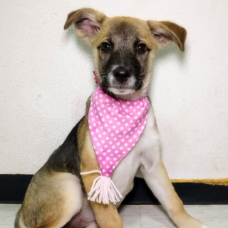 APRIL | Raza Mestiza | En Adopción