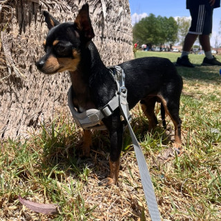 DOBBY | Raza Pinscher Miniatura  | Perdido