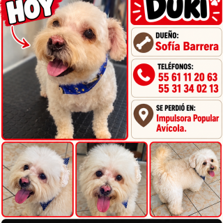 DUCKY | Raza Mestizo, cruza de French Poodle | Perdido