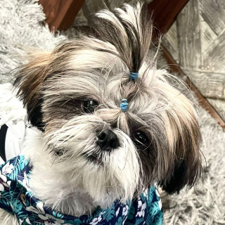 Foto de TRAPO