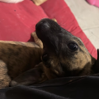 HUESOS | Raza Mestiza | Perdida