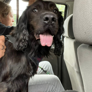 FRODO | Raza Mestizo, cruza de Cocker Spaniel con Labrador | Perdido