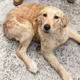 CANELA | Raza Golden Retriever  | Perdida