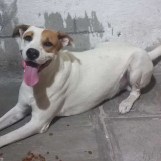 LOKY | Raza Mestizo, cruza de American Pitbull Terrier | Perdido