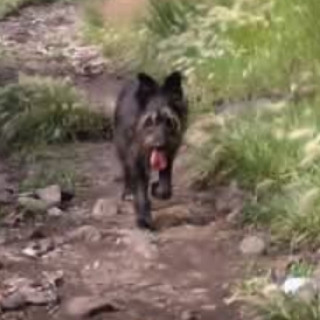 CHAPLIN | Raza Mestizo,  cruza de Schnauzer | Perdido