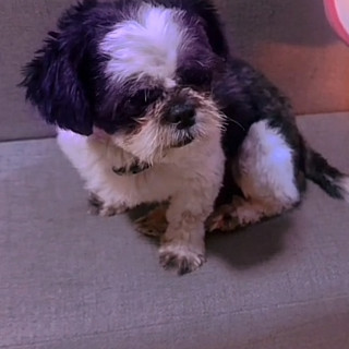 NEZUKO | Raza Shih Tzu  | Perdida