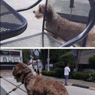 BARDO | Raza Mestizo,  cruza de Golden con Poodle,  (Goldendoodle) | Perdido