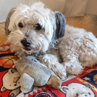 MANCHAS | Raza Mestizo, cruza de French Poodle | Final Feliz