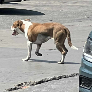 ÁMBER | Raza American Pitbull Terrier | Perdida