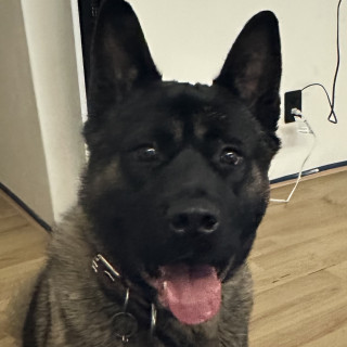  | Raza Akita Americano   | Encontrado