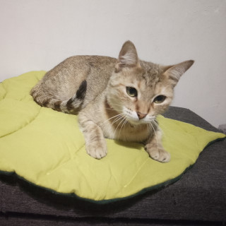 Foto de MISHKA
