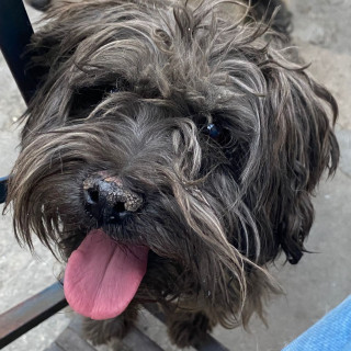 NEGRO | Raza Mestizo, cruza de Schnauzer | Perdido