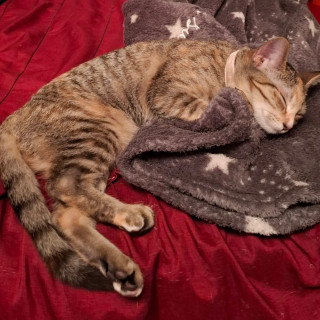 KALESSI | Raza Doméstico Américano de Pelo Corto | Perdida