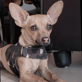 CHAVITO | Raza Chihuahua | Perdido