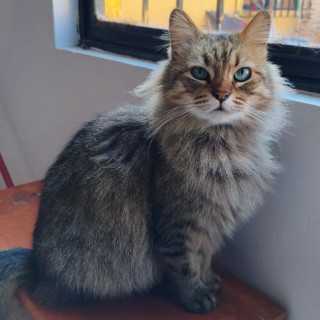 Foto de TACHI