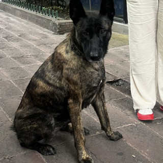  | Raza Pastor Holandés o Dutch Sheperd | Encontrada