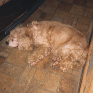 KEISA | Raza Cocker Spaniel | Perdida