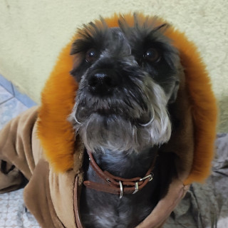 TOBY | Raza Mestizo, cruza de Schnauzer | Final Feliz