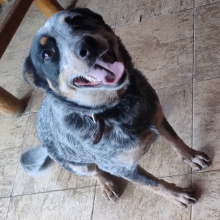 BLUE | Raza Ganadero Australiano Blue Heeler  | Perdida