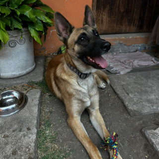  | Raza Pastor Belga Maliniois | Encontrado