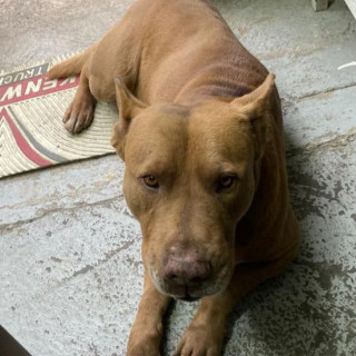 CANELO | Raza Mestizo, cruza de American Pitbull Terrier | Final Feliz