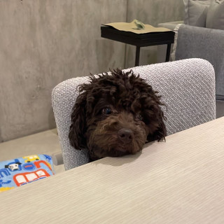 MILO | Raza Mestizo, cruza de French Poodle | Perdido