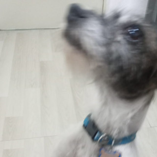  | Raza Mestiza, posible cruza de Chihuahua o de Fox Terrier | Encontrada
