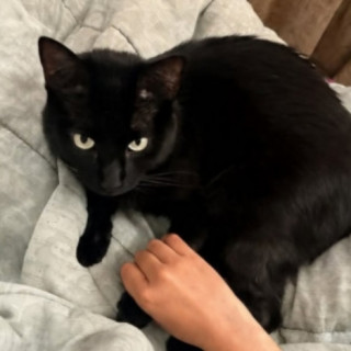 Foto de SIMON