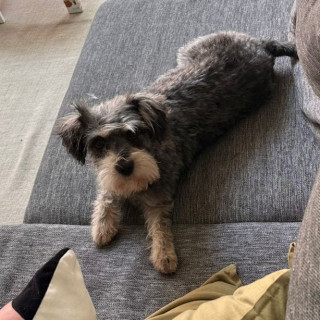 NENA | Raza Mestiza, cruza de Schnauzer | Perdida