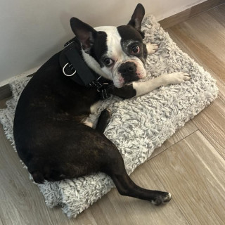 PORFIRIO | Raza Boston Terrier  | Final Feliz