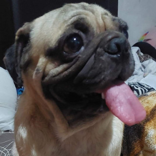  | Raza Pug o Carlin | Encontrado