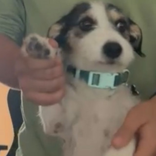 REMY | Raza Mestizo, cruza de Jack Russell Terrier | Final Feliz
