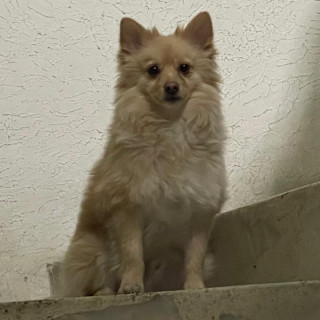 GORDITO | Raza Pomerania | Perdido