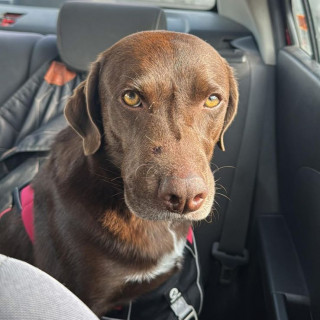MOKA | Raza Mestiza, cruza de Labrador | Perdida