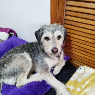  | Raza Mestiza, cruza de Schnauzer posiblemente con Husky | Encontrada