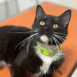  | Raza Doméstico Americano de pelo semilargo | Encontrado