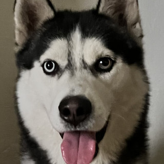 ZEUS | Raza Husky Siberiano | Perdido