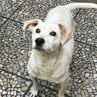 BACHICHA | Raza Mestiza, posible cruza de Labrador | En Adopción