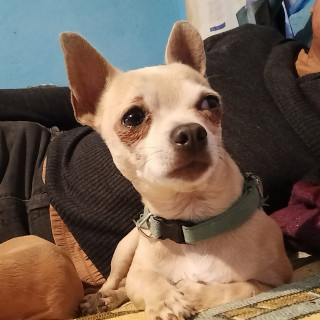 BOLILLO | Raza Chihuahua | Perdido