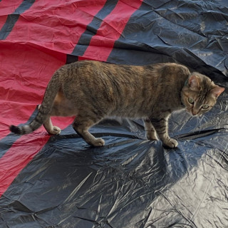 LUCI | Raza Doméstico Américano de Pelo Corto | Perdida