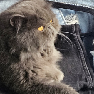 MILO | Raza Persa | Perdido