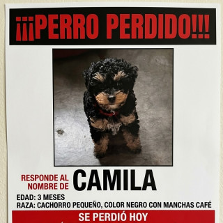 CAMILA | Raza Mestiza, cruza de French Poodle con Yorkie | Perdida