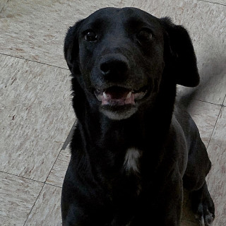 CUBA | Raza Mestiza, cruza de Labrador | Perdida
