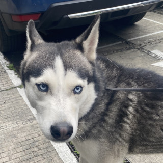  | Raza Husky Siberiano | Final Feliz