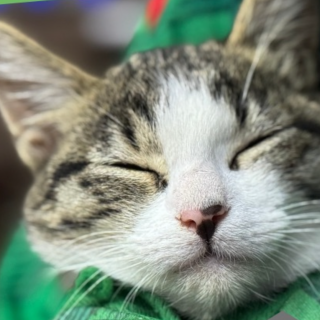 FELIPE | Raza Doméstico Américano de Pelo Corto | Perdido