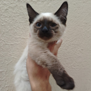 NANDO | Raza Balinés Punto Foca | En Adopción