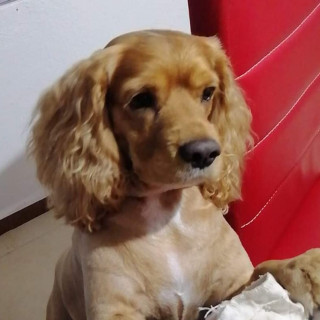 PASCAL | Raza Cocker Spaniel | Perdido