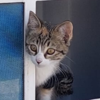 NINA | Raza Doméstico Américano de Pelo Corto | Perdida