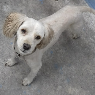 LAIKA | Raza Mestiza, cruza de French Poodle con Maltés,  (Maltipoo) | Perdida